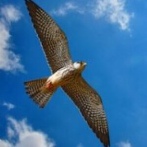 Studio logo of The Joshua Bond Poetry Library