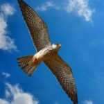 Studio logo of The Joshua Bond Poetry Library